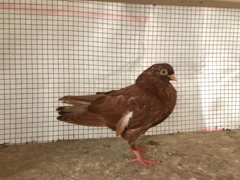 15361/21 - 4-lot zbor 2021