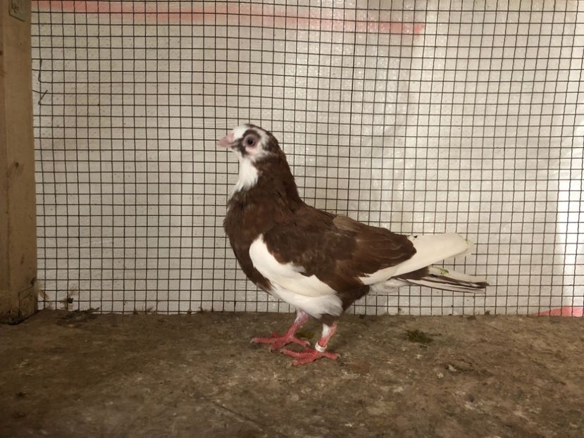 15550/21 - 4-lot zbor 2021