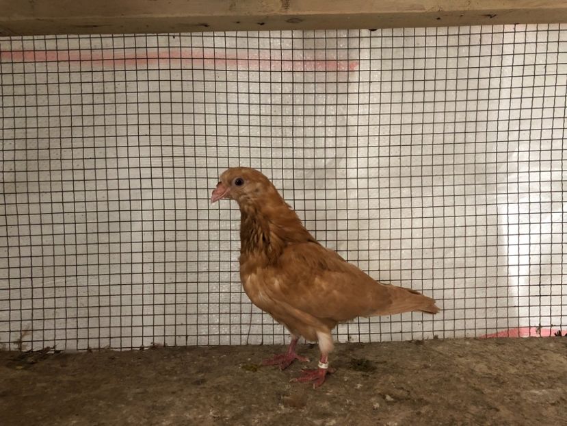 15375/21 - 4-lot zbor 2021