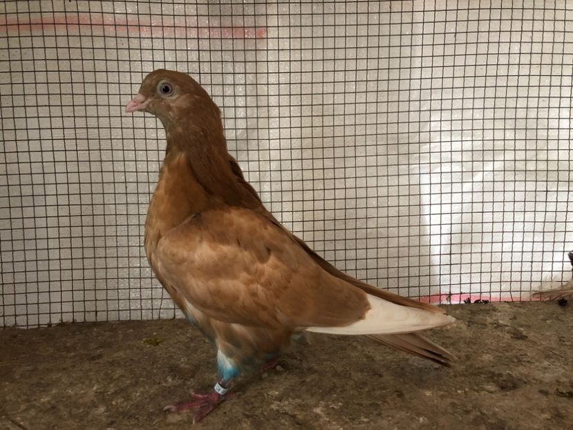 2508121-2099/20 - 4-lot zbor 2021