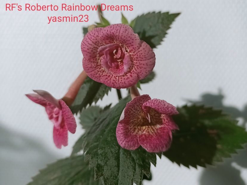 18.10.2021 - RFs Roberto Rainbow Dreams