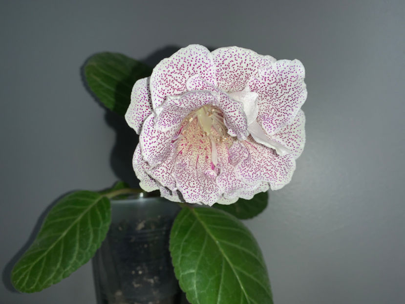  - Gloxinia 2021