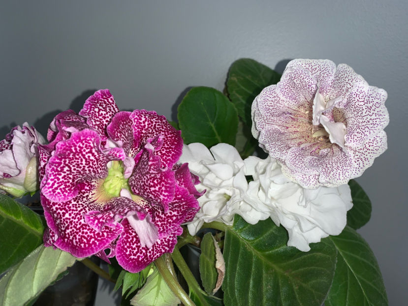  - Gloxinia 2021