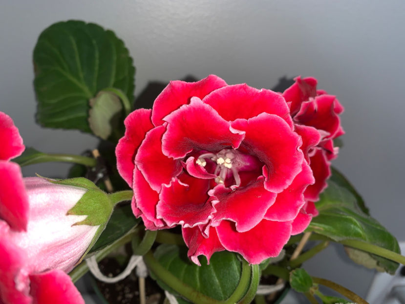 - Gloxinia 2021