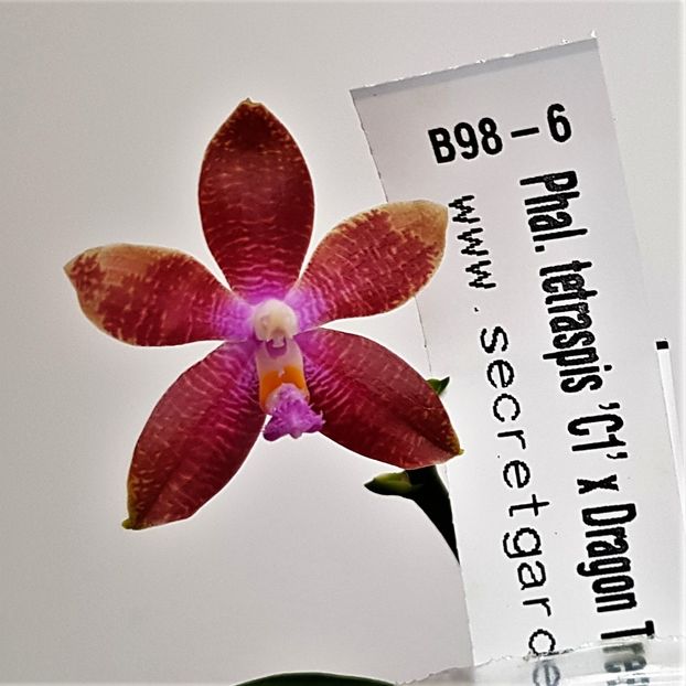  - Phalaenopsis 2