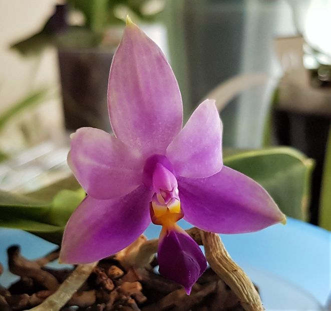 Samera Blue - Phalaenopsis 2