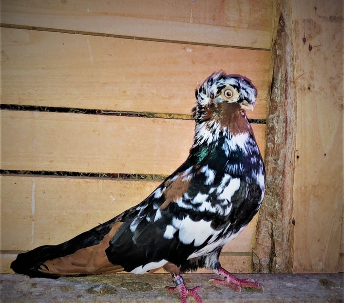  - 02 de prin volieră