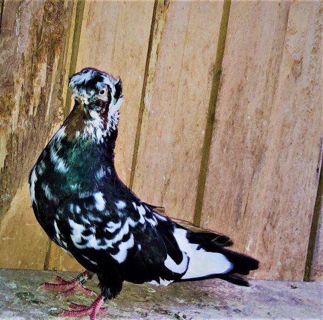  - 02 de prin volieră