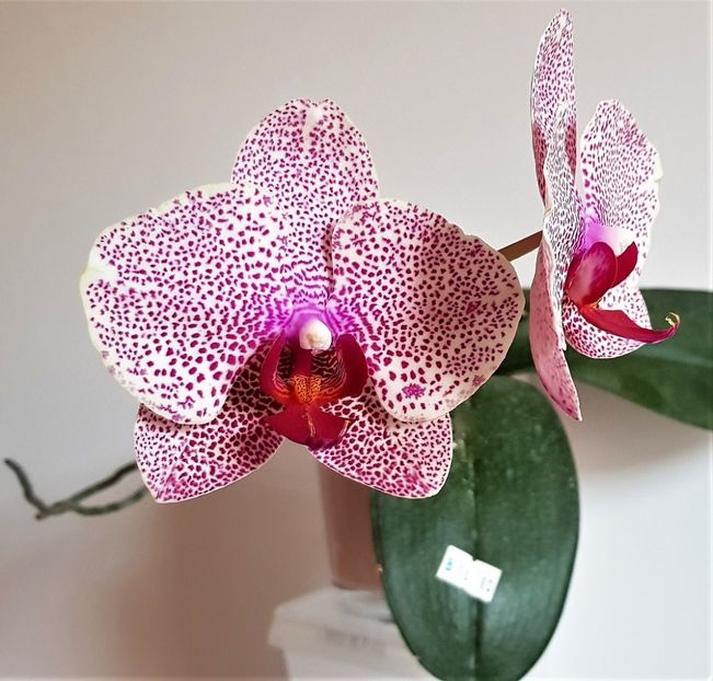 I-Hsin Sesame - Phalaenopsis 2