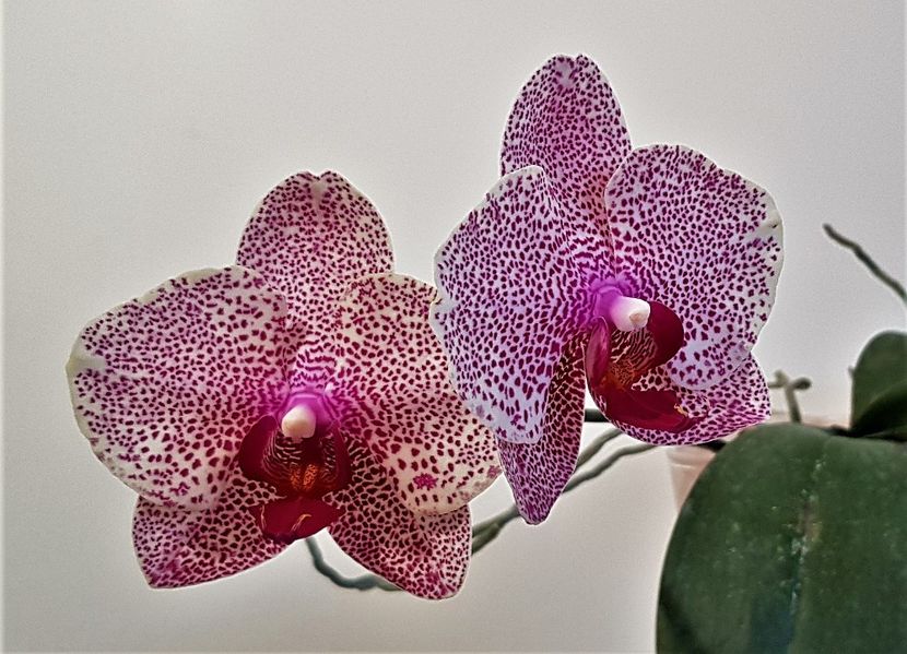  - Phalaenopsis 2