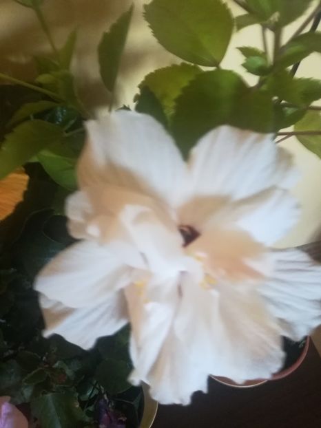  - Hibiscus 2021