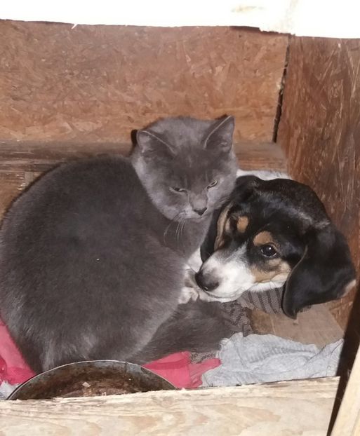  - o prietenie aparte