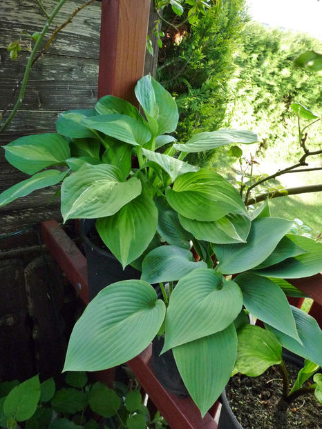  - Hosta