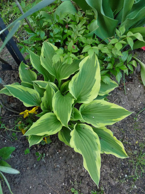  - Hosta