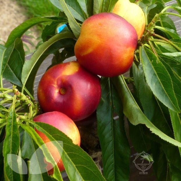 nectarin may grande - NECTARIN MAY GRAND fruct mare