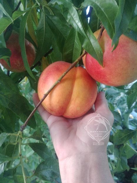 nectarin urias may grande - NECTARIN MAY GRAND fruct mare