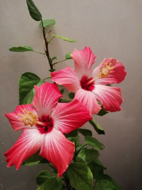  - Hibiscus Painted Lady