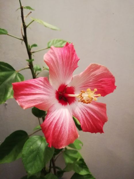  - Hibiscus Painted Lady