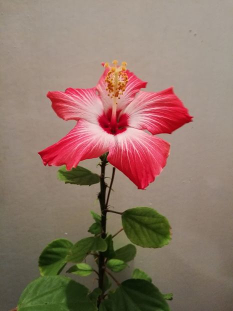  - Hibiscus Painted Lady