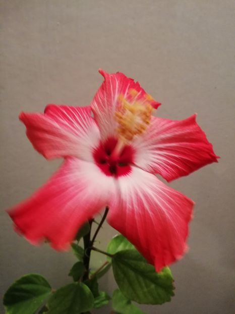  - Hibiscus Painted Lady