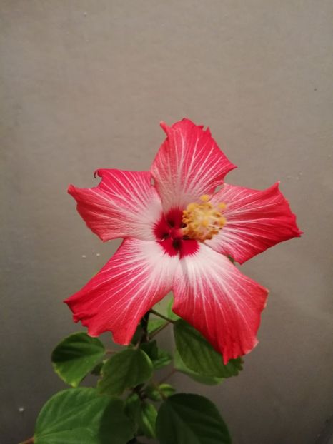  - Hibiscus Painted Lady