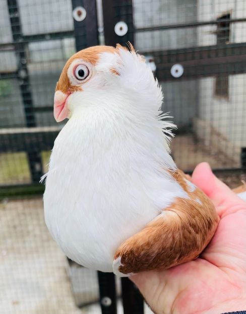 BCB6D657-C8AF-4DED-B78F-FCC92B337EF4 - Poze noi