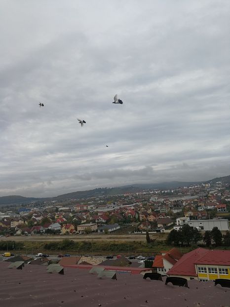  - 0000PORUMBEI COTOFENE GERMANE ELSTERPURZLER