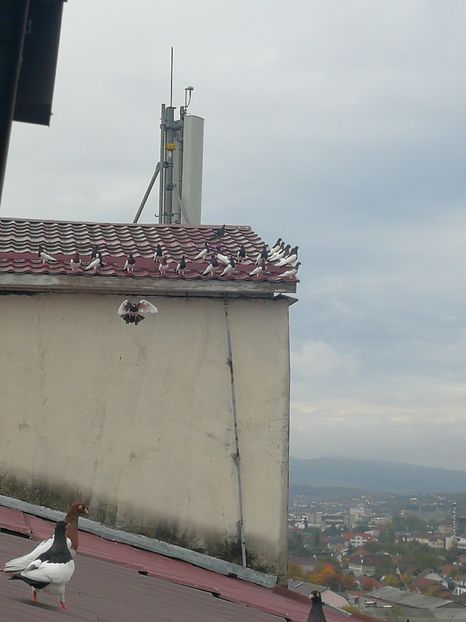  - 0000PORUMBEI COTOFENE GERMANE ELSTERPURZLER