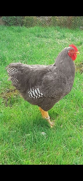 Screenshot_20211011-125328_Gallery - DE VÂNZARE