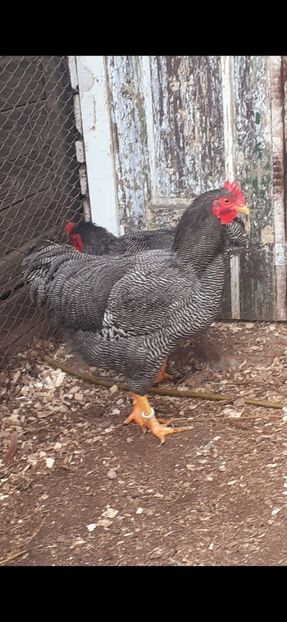 Screenshot_20211019-082955_Gallery - DE VÂNZARE