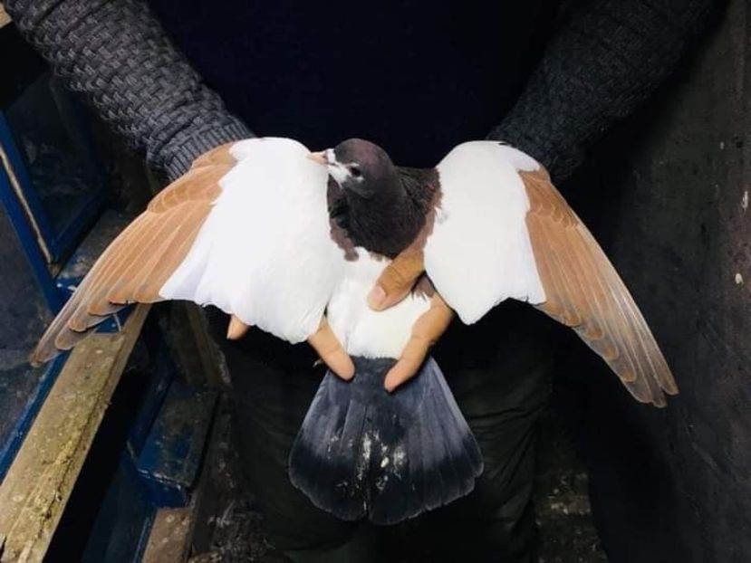  - Nu îmi aparțin 3