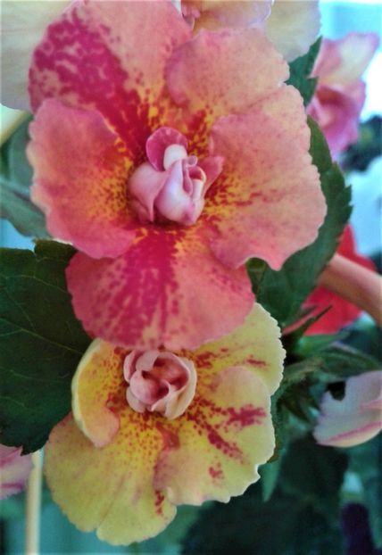  - 000012 ACHIMENES