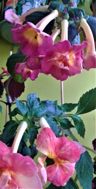  - 000012 ACHIMENES