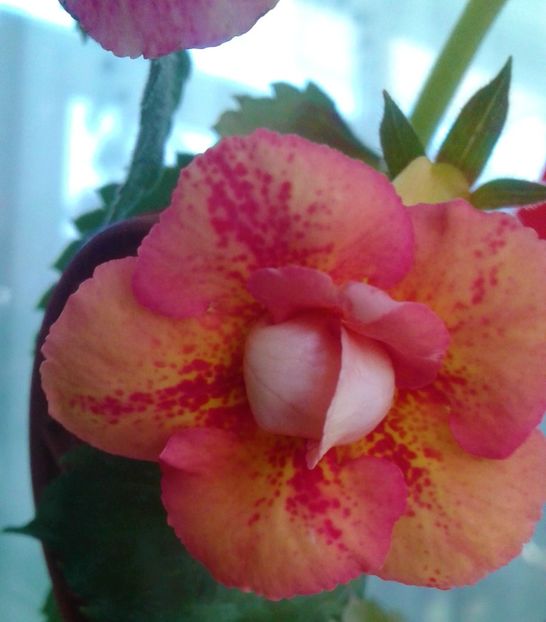  - 000012 ACHIMENES