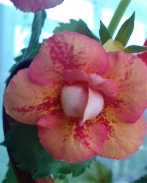  - 000012 ACHIMENES