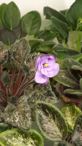  - River Falls Twilight