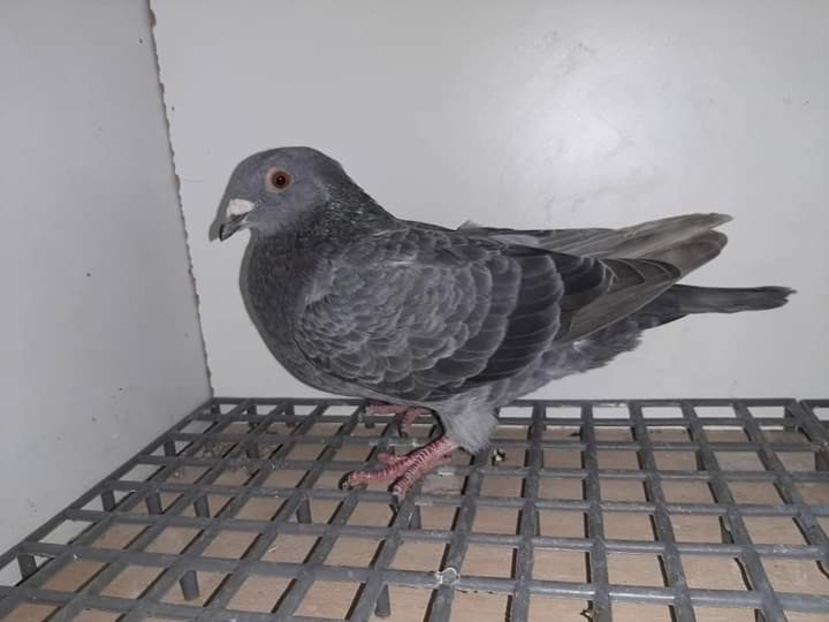  - Nu îmi aparțin 3