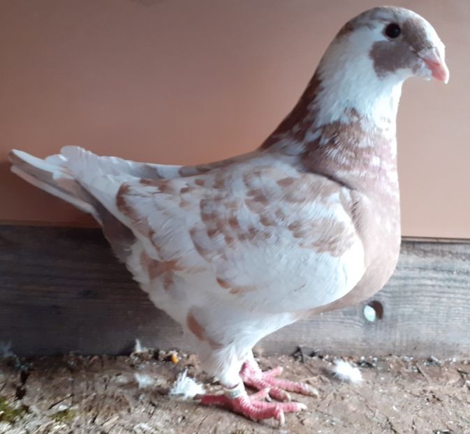 F2021 - Agh vanduti 2019-2020-2021-2022-2024 2025