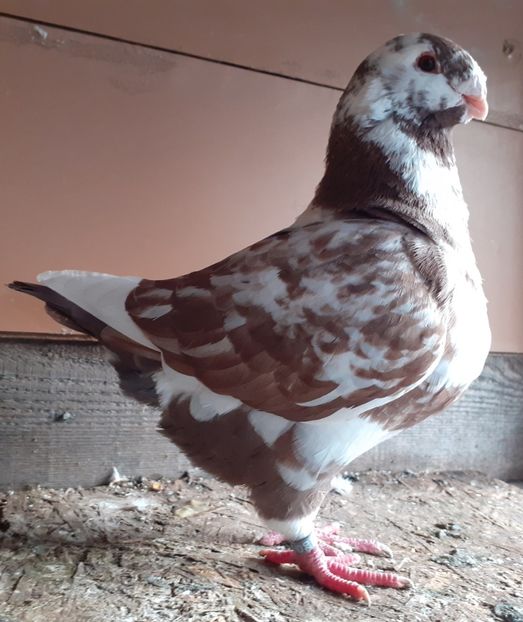 M 2020 - Agh vanduti 2019-2020-2021-2022-2024 2025