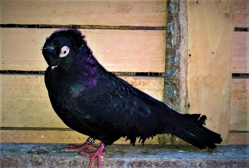 mascul  2016 - 02 de prin volieră