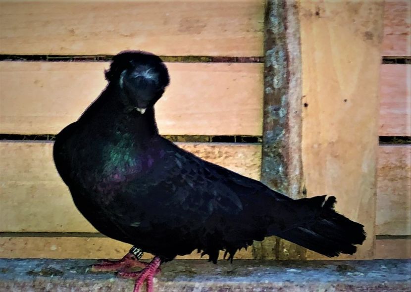 mascul  2016 - 02 de prin volieră