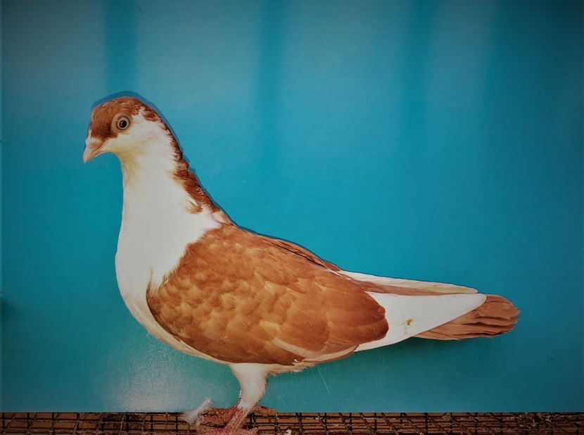 12592  femelă  2021_2 - tineret 2021