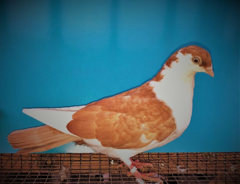 12592  femelă  2021_3 - tineret 2021