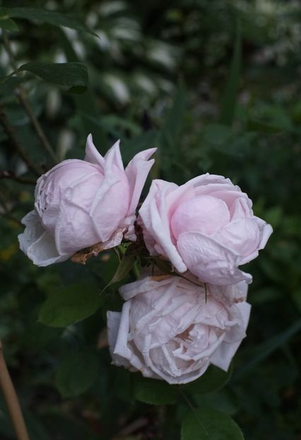  - Paul s Early Blush