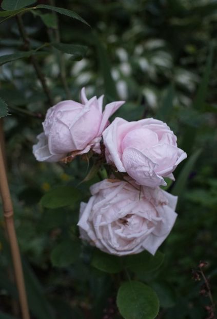  - Paul s Early Blush