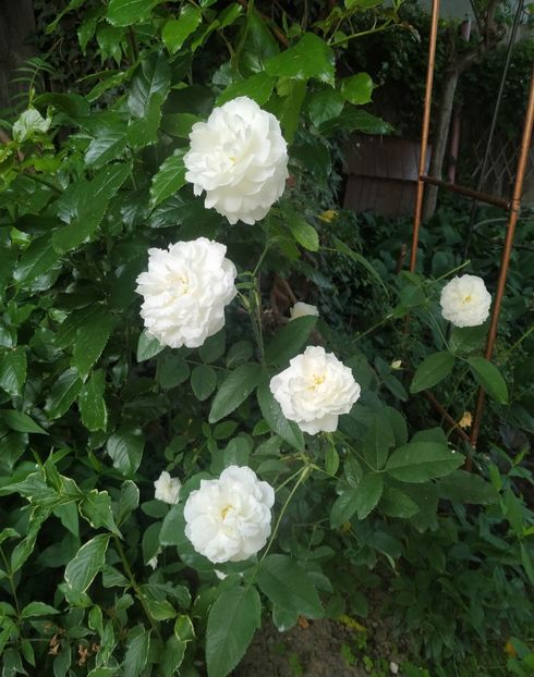  - Susan Williams Ellis