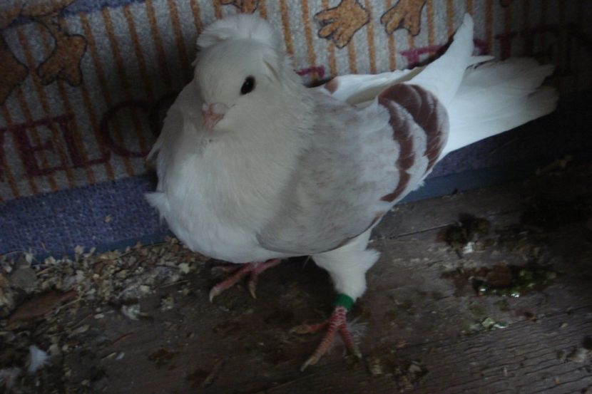 982-21 m mb dej - plecati