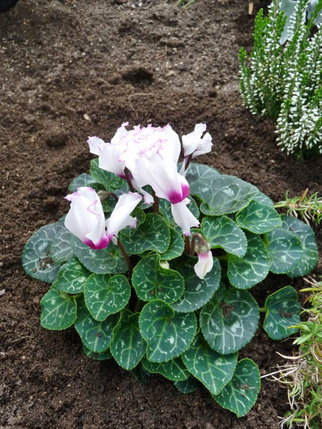  - 2021 - 03 - Toamna