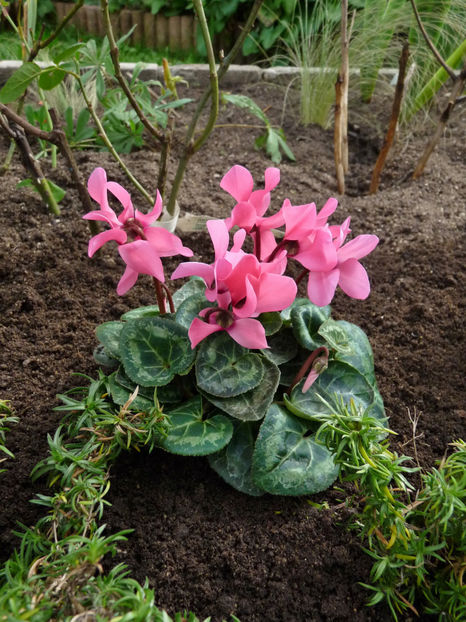  - 2021 - 03 - Toamna