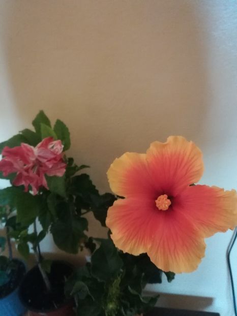  - Hibiscus 2021